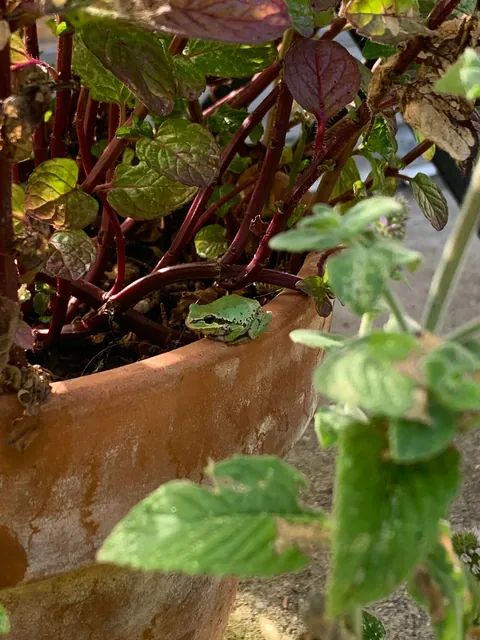 These silly guys have been a highlight of my summer 🐸