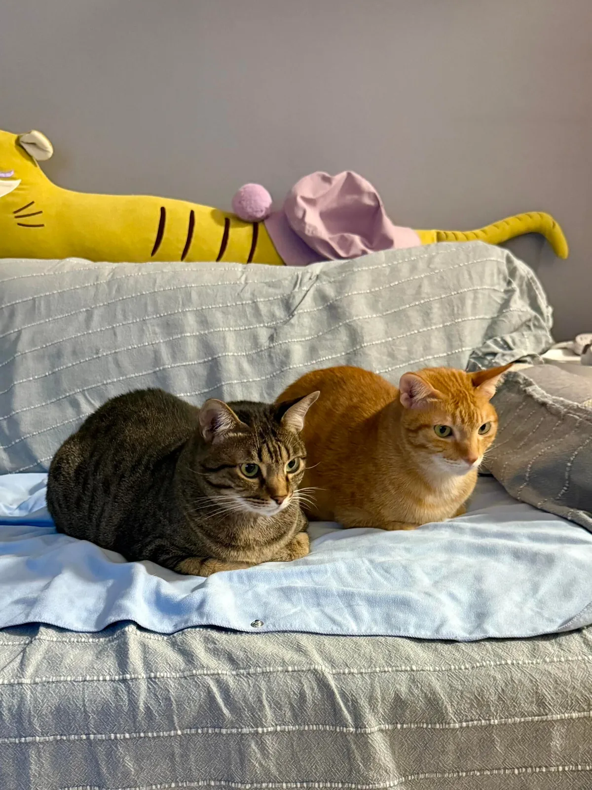 Orange: “I love you, bro.”
Tabby: “Then stop sitting on my face.” 😂