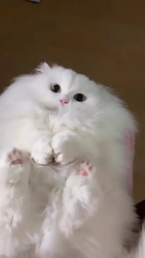 Fluffy cloud