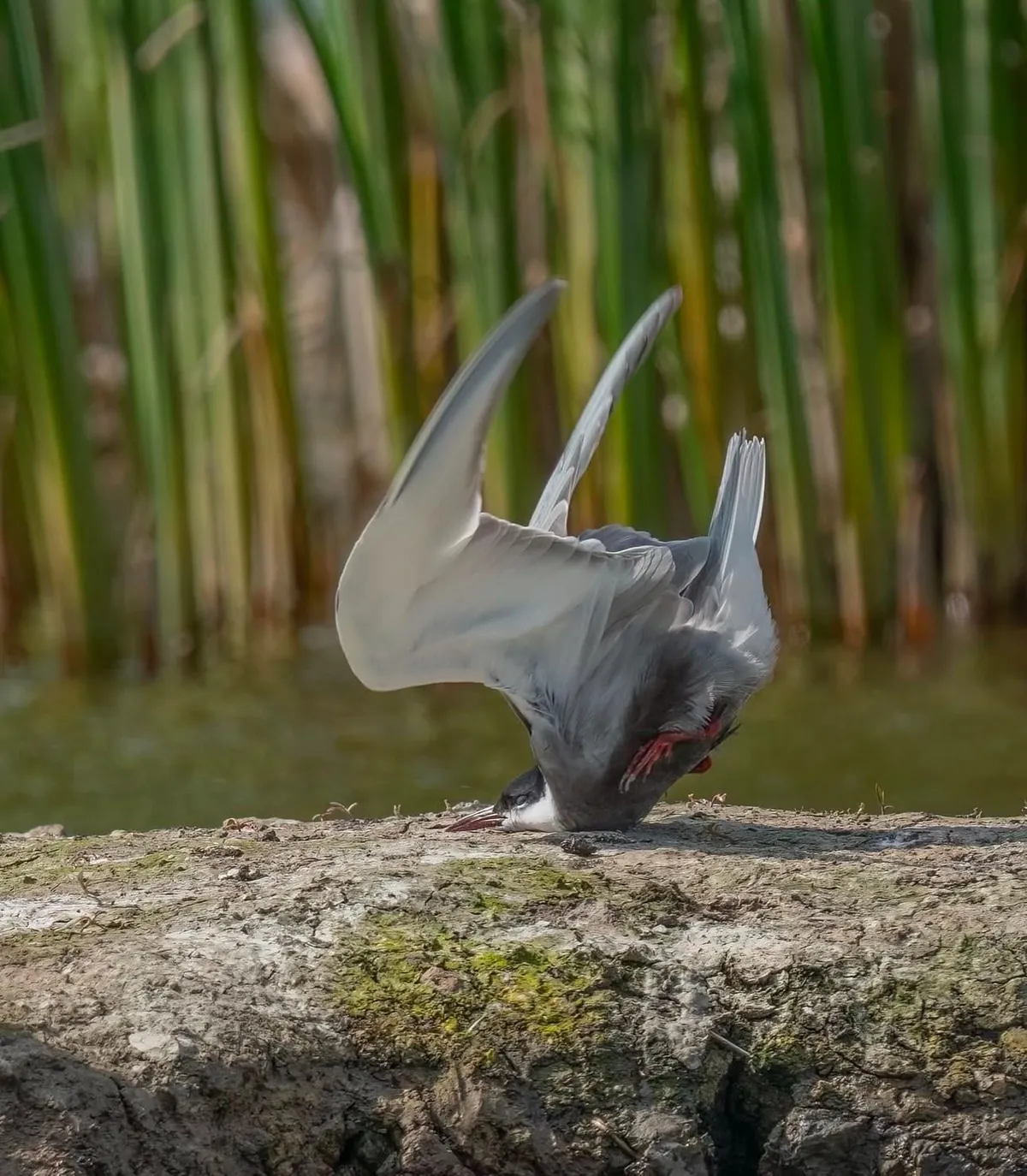 🔥 The Nikon Comedy Wildlife Awards 2024