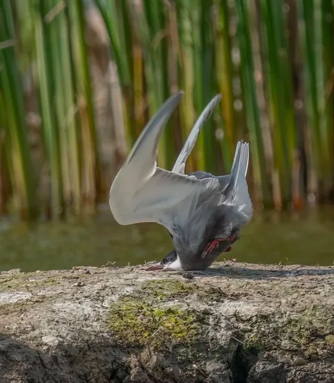 🔥 The Nikon Comedy Wildlife Awards 2024