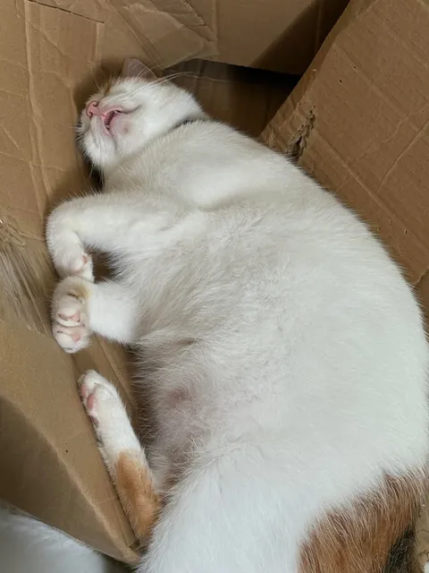 the box never stood a chance against the chonk