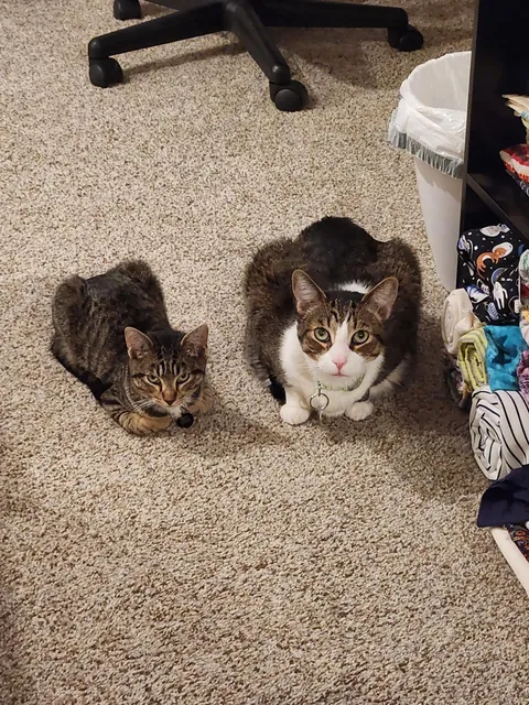 We got our cat a cat. Best decision ever!