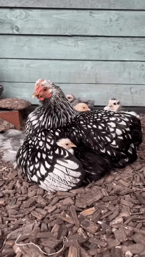 They need their mama