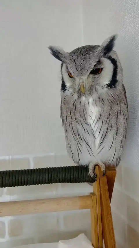 Owl reacts to its owner going from long hair to a buzz cut