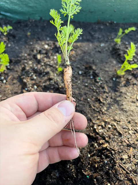 What did I do wrong?