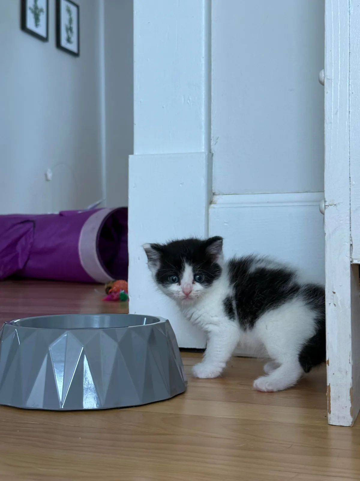 Found this kitten outside-not only is she sweet &amp; healthy, she fits right in with my other 4 cats.