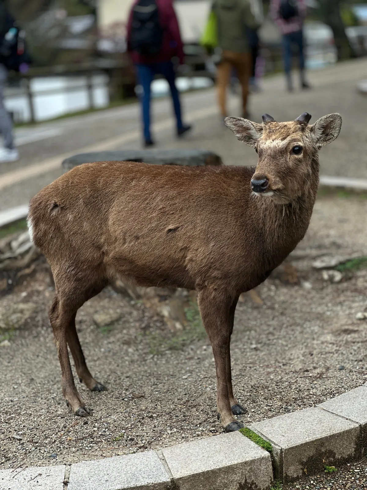 Japan 🇯🇵 is unreal