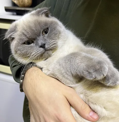 This boy loves chilling in someone's arms