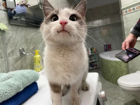 I’ve never seen a cat that looks like this.