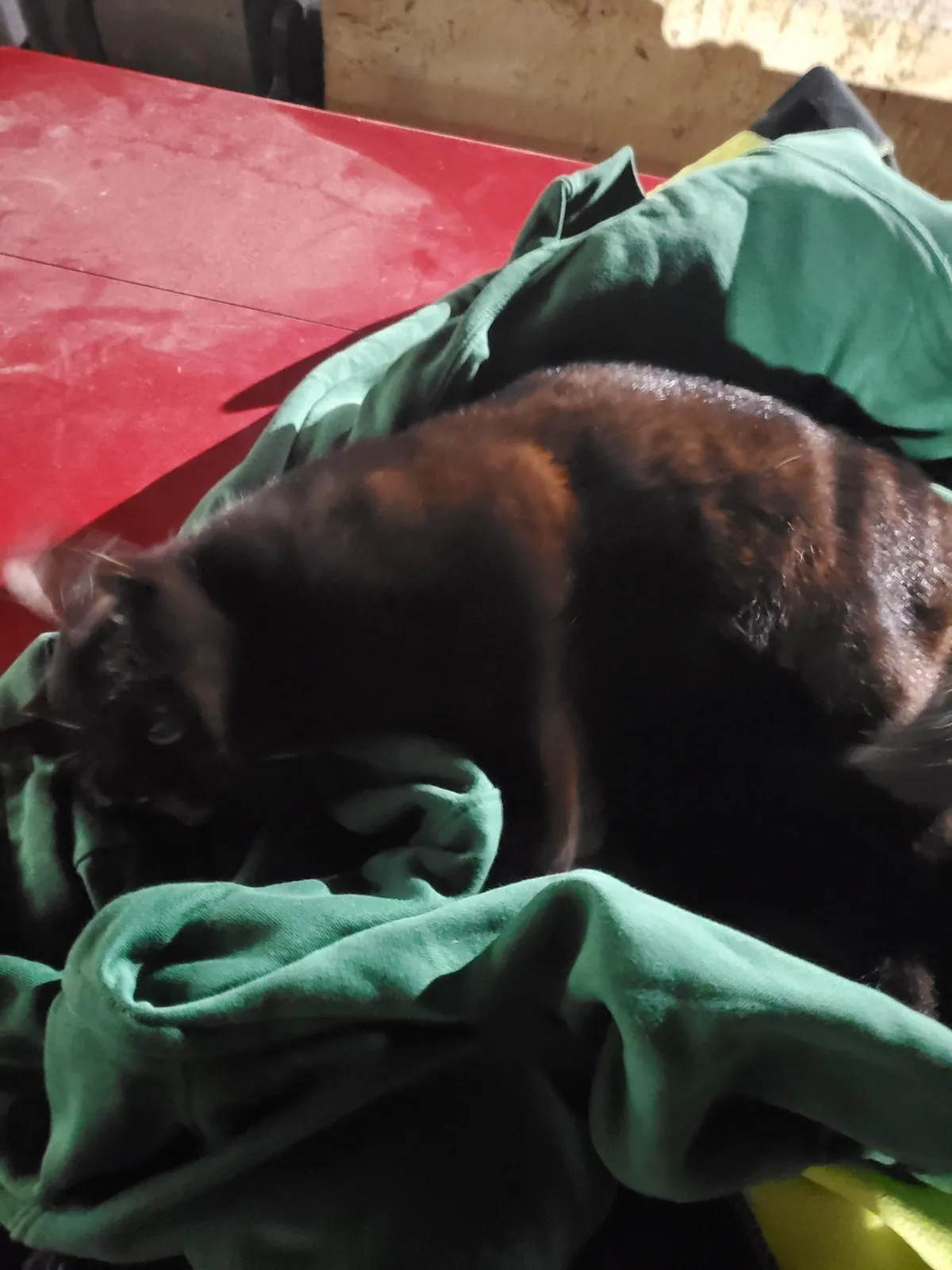 1 year with since I brought this girl home, pregnant with 5 kittens