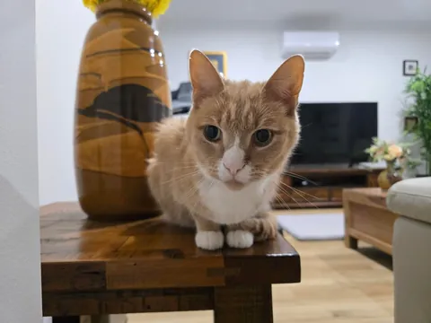 My beautiful boy has few days left to live. Thought I'd share him before he goes on his way