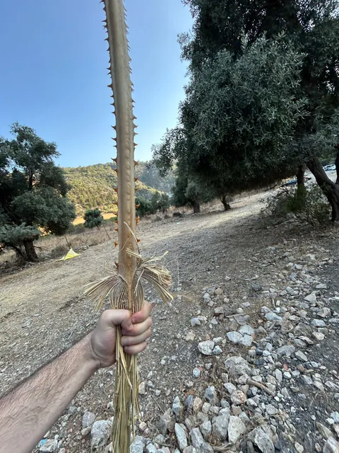 A sword stick my brother found