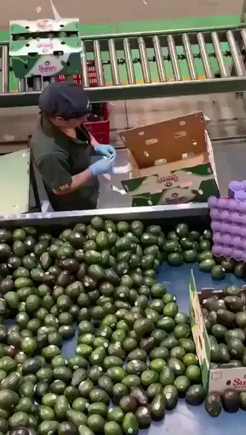 Very fast packaging of fruits in boxes