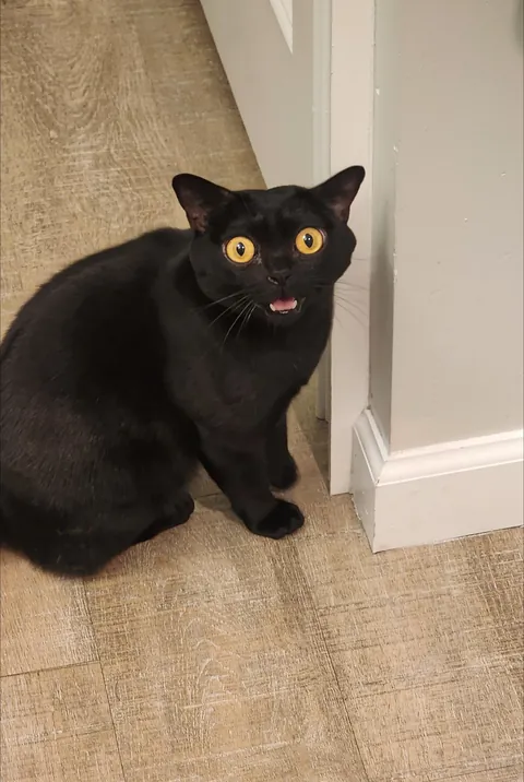 She lost her mouse under the door