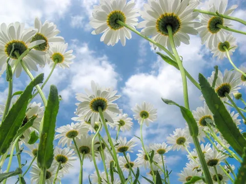 I had to dig a hole in the ground to lower my camera into to get this shot :) ISO 100 - F2.8 1/1000th 18mm on a Canon SX10IS