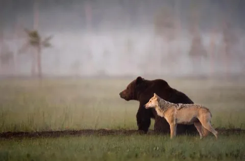 This wolf and bear pair were documented travelling, hunting and sharing food together for 10 days