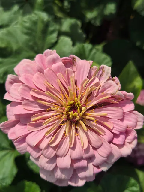 Late summer in the garden
