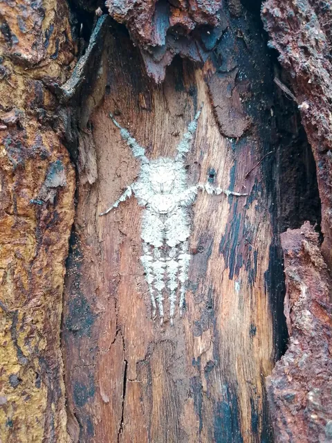This spider in the Philippines looks like it would summon Baphomet anytime.