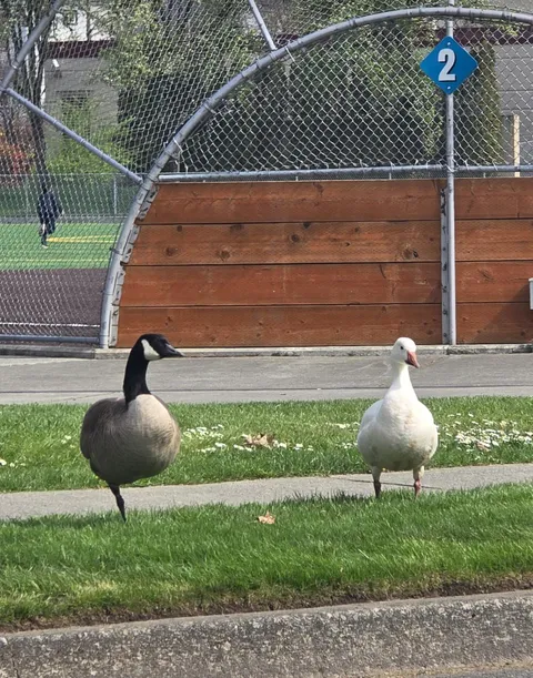 This Canadian Goose and Snow Goose couple I've seen in my area for years.