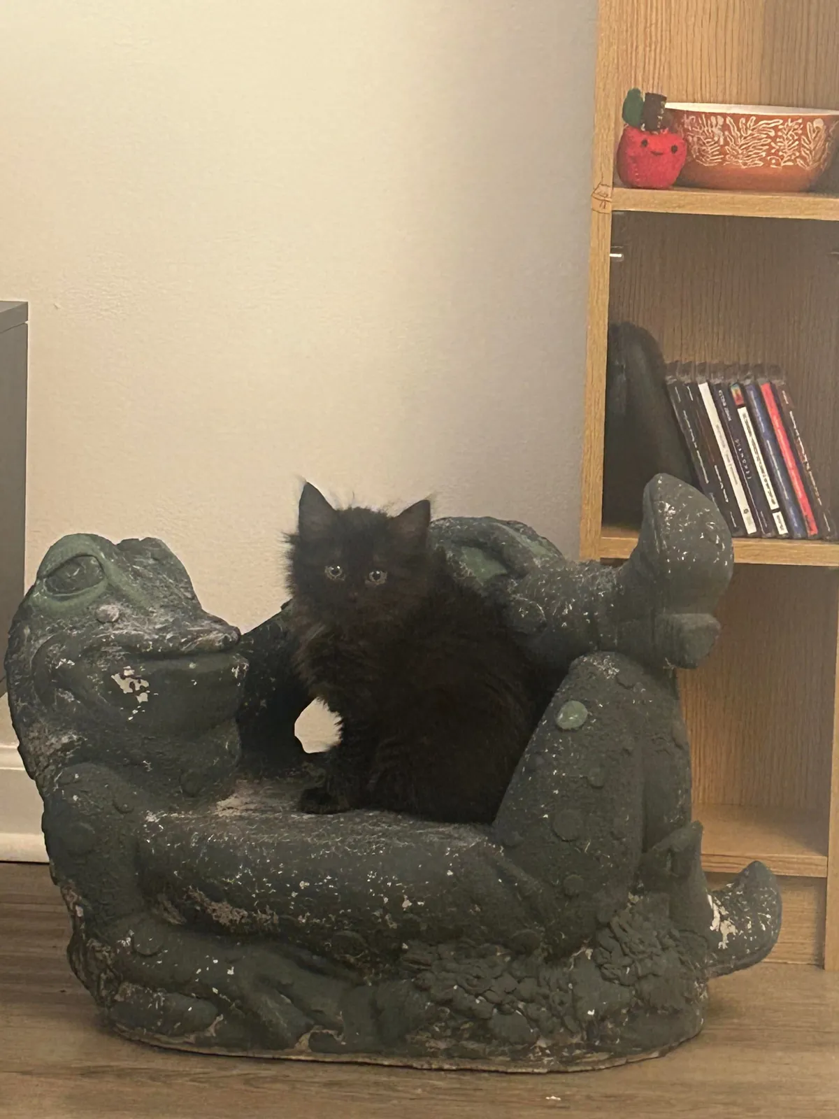 Adopted this ferocious creature last week