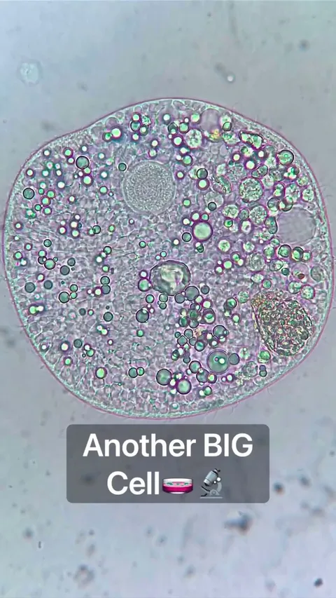 Big cell under the microscope.