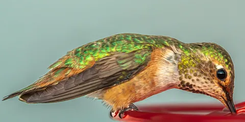 If you zoom in, you can see the sunset in her eye. [OC]