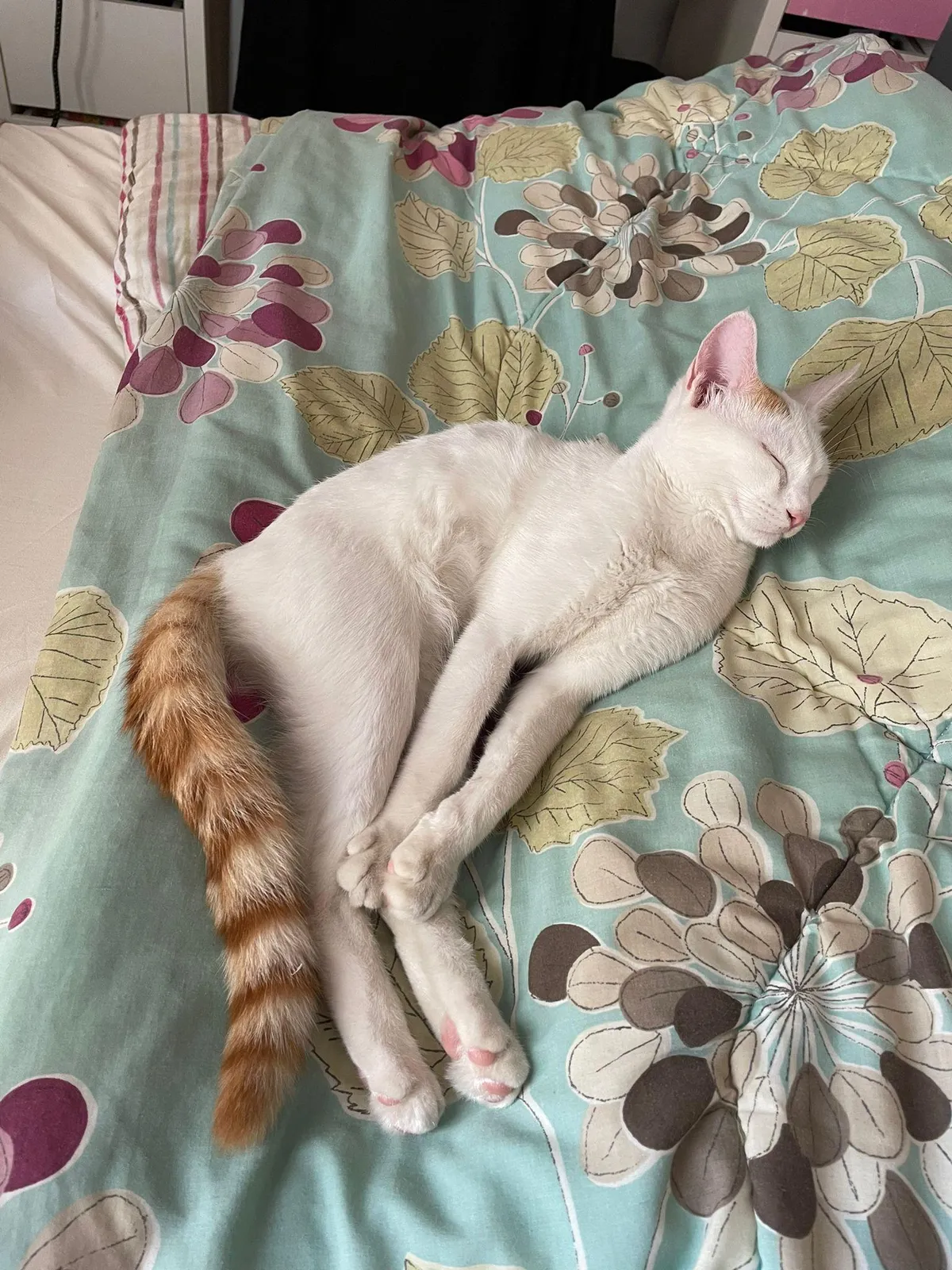 The way my cat sleeps