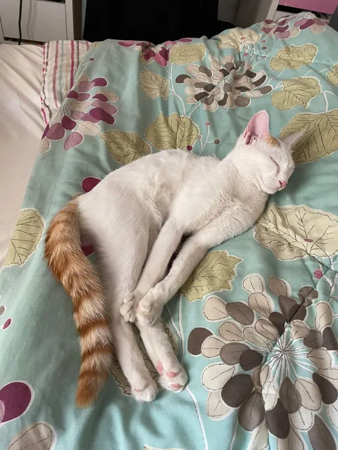 The way my cat sleeps