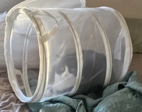 Pablo is a master at hide and seek