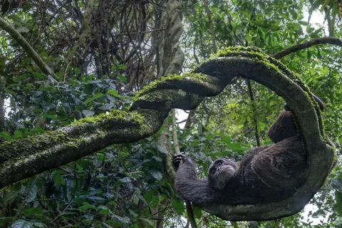 🔥A chimpanzee resting in a tree. Credit to Federica Cordero.