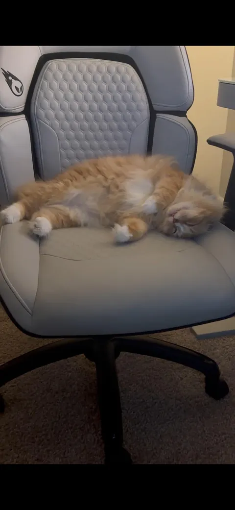 The transformation of Finnegan from forest cat to pampered city kitty