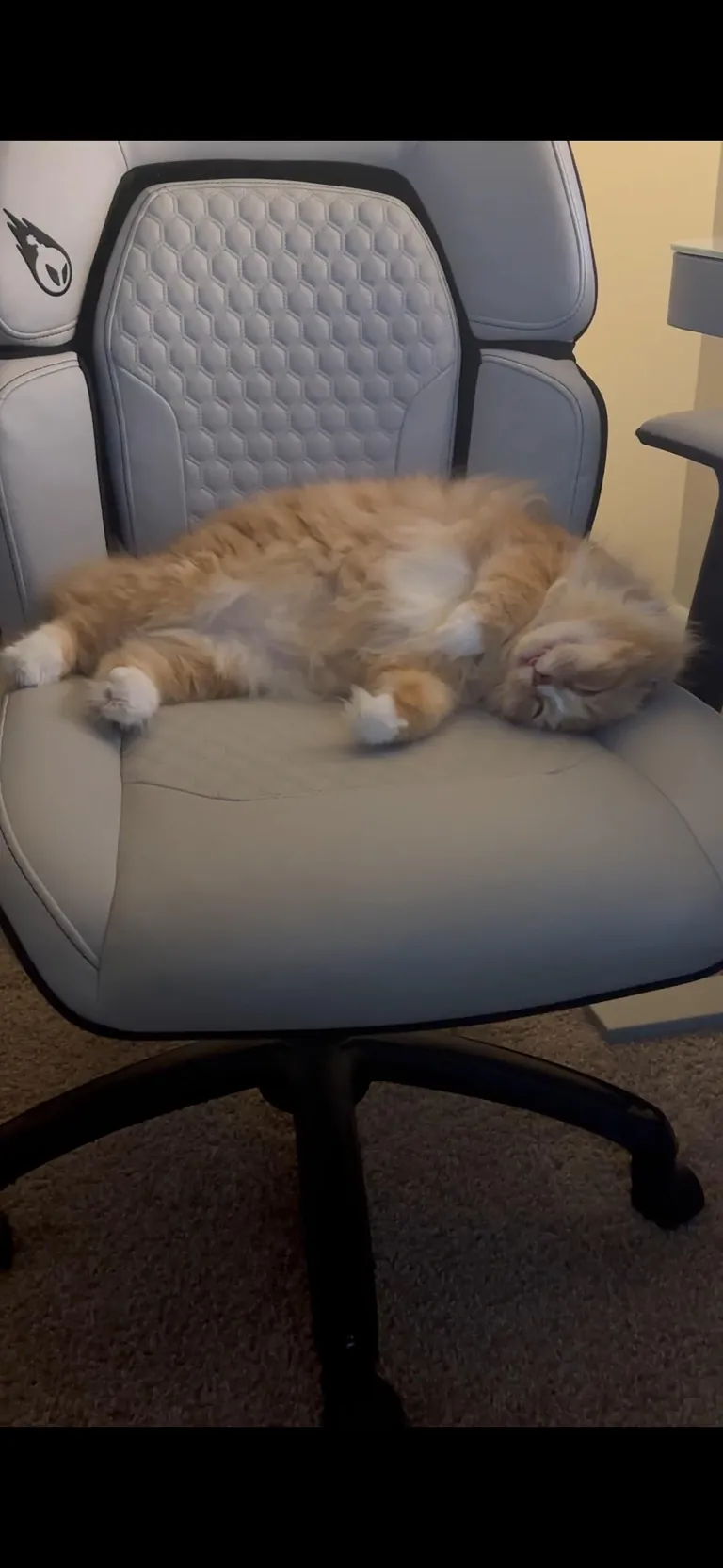 The transformation of Finnegan from forest cat to pampered city kitty