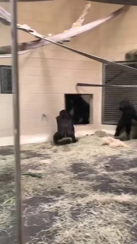 The way this gorilla slides up to the glass