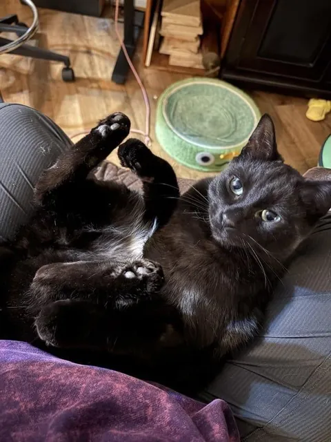 Toblerone was returned to the shelter for being “too needy”, but we love his neediness🖤