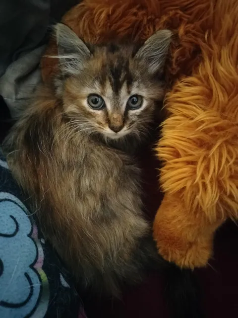 Found this poor girl hiding by the dumpsters