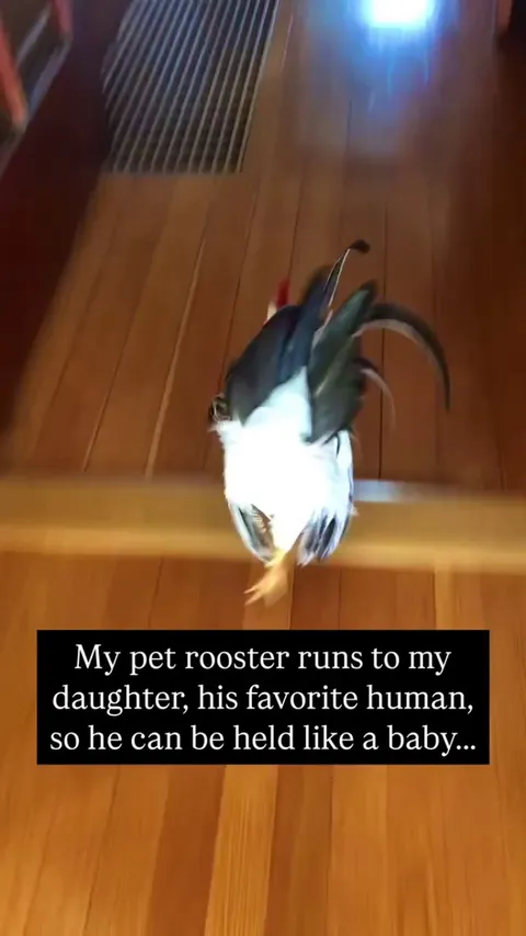 I want a pet rooster now 😭🐓