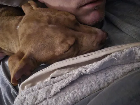 Currently housing a stray dog and this is only way I can get her to sleep.