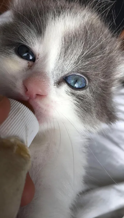 To the cat that fell out the tree and into my life.