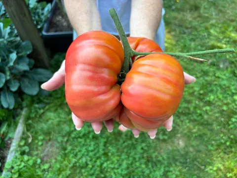 I picked a 3.46 pound tomato from my home garden today!
