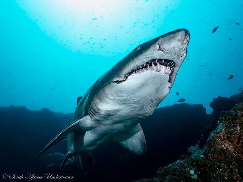 🔥 Raggedtooth/Sand Tiger Sharks today on Aliwal Shoal, South Africa