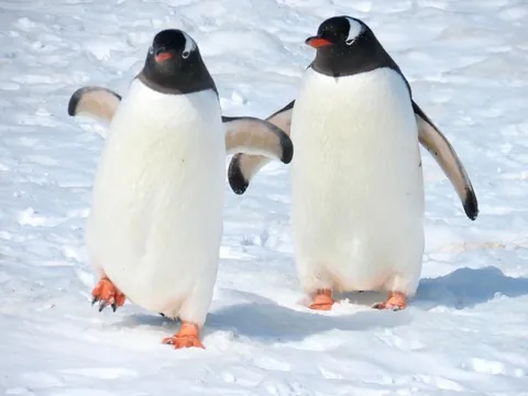 My trip to Antarctica: icebergs, penguins, sleeping on the ice etc.