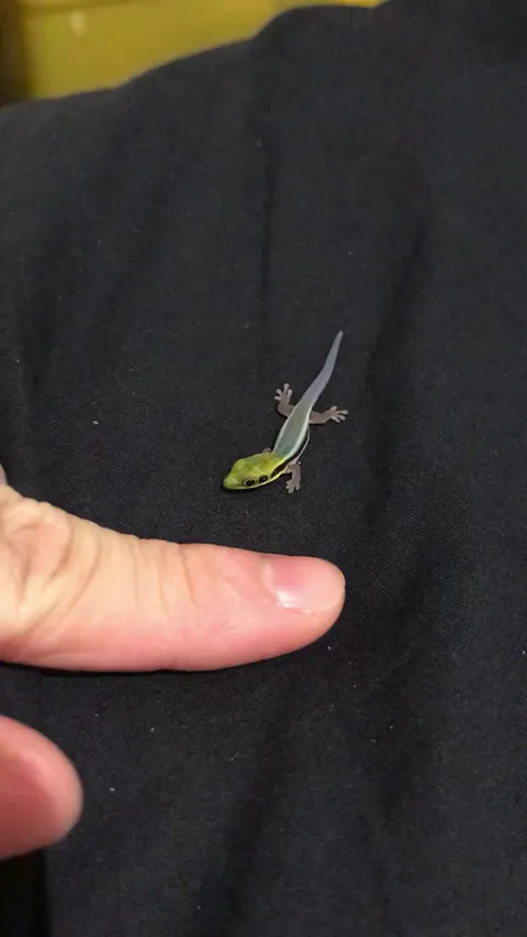 Neon day gecko hatchling 