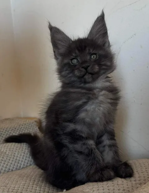 Théoden from 2 to 16 weeks old