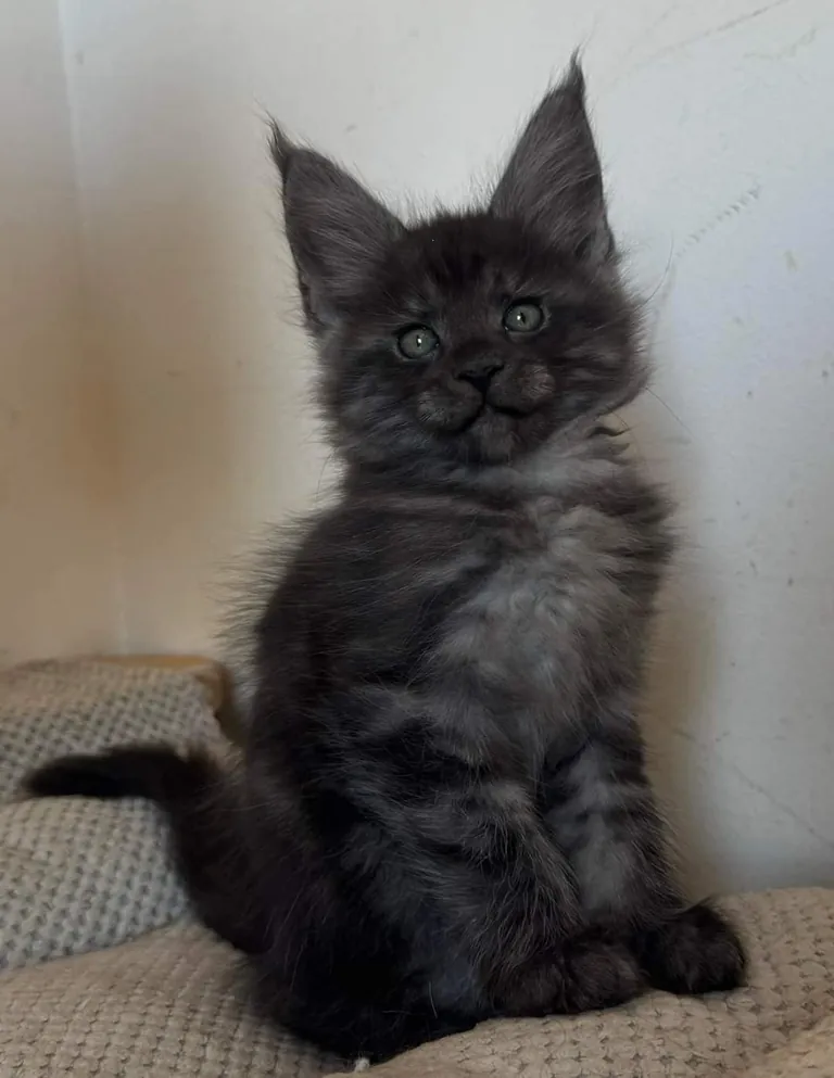 Théoden from 2 to 16 weeks old