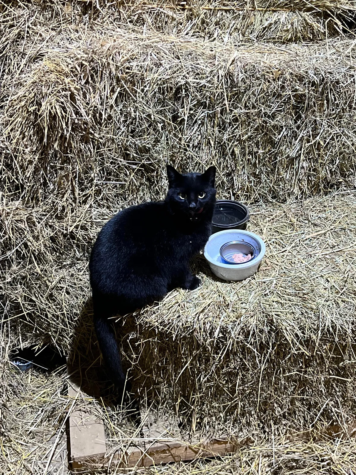 Never thought I’d like a cat until this one showed up around the barn. 
