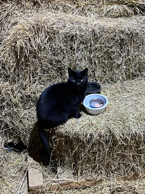 Never thought I’d like a cat until this one showed up around the barn. 