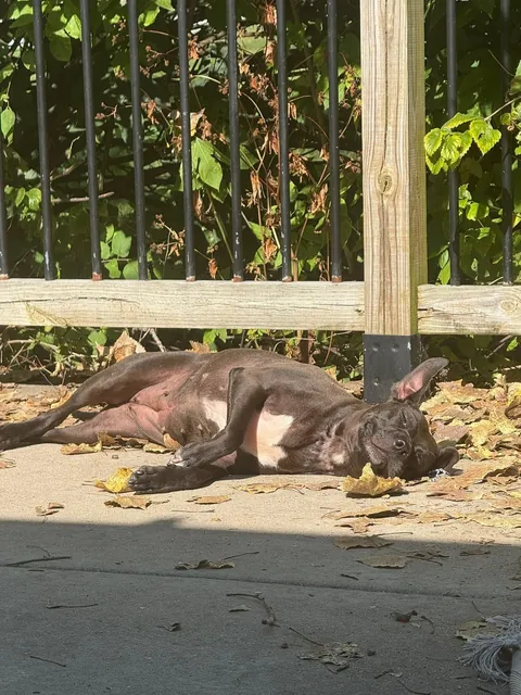 Let’s see your $0 rescue dogs 🤣 I guess after 2 years in the shelter, the discount is 100% off