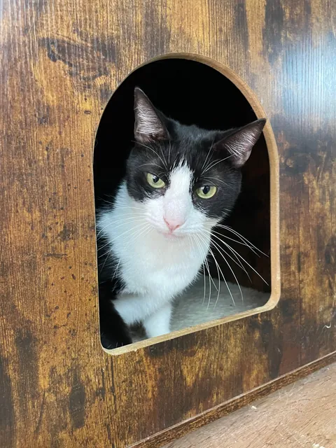 Weekly shelter volunteer: cleaner, not feeder