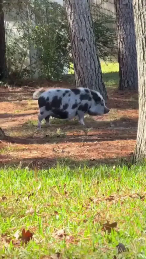The bed needed a few branches to be just right